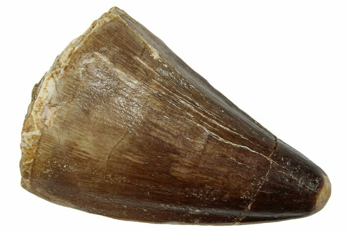 Fossil Mosasaur (Prognathodon) Tooth - Morocco #247919